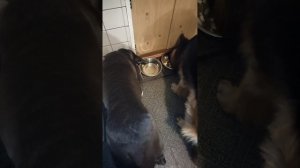 Смешивать сухой корм и натуралку нельзя! Или можно?