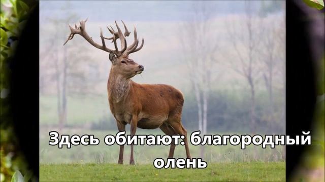 Смешанные и широколиственные леса смотреть онлайн