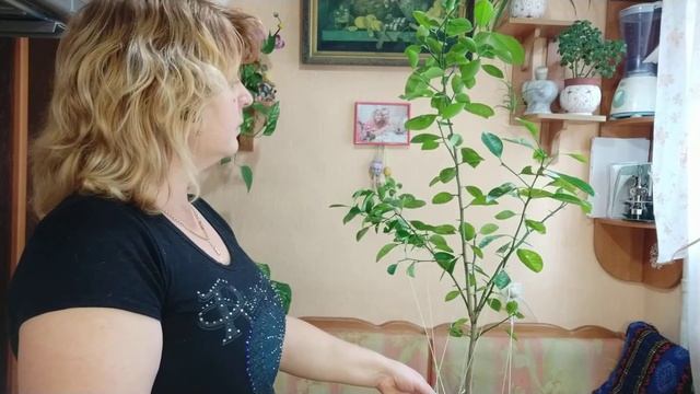 Как вырастить мандариновое дерево из семян. смотреть онлайн