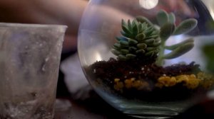 МАСТЕР-КЛАСС | Флорариум своими руками