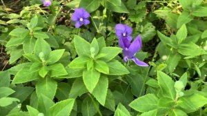 ПЛАТИКОДОН, секрет изменения цвета,  особенности выращивания, мой опыт