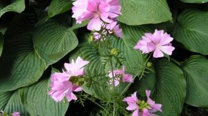 Мальва мускусная многолетняя — посадка и уход