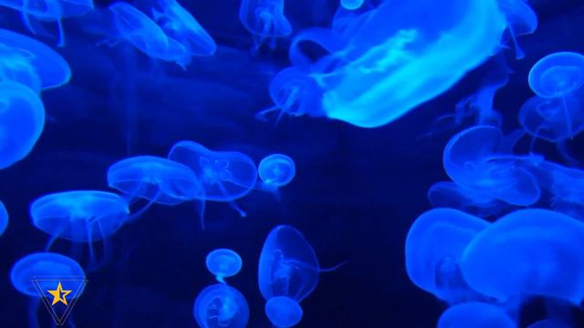 MEDUSA - Sea Jellies – Scyphozoa смотреть онлайн