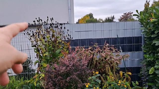 Создать красивые клумбы в саду - с чего начать? смотреть онлайн