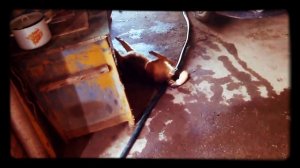 Топ 3 случая когда в человека или животного вселился демон