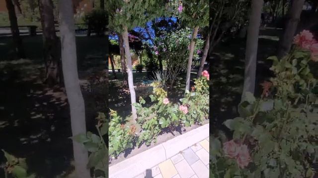 Анапа, растения, цветы, гибискус, роза, магнолия, можжевельник, казацкий варриегата, природа