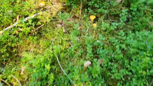 МАСОВИЙ ЗБІР ЛИСИЧОК у липні 2023 року? Трапляються ПІДДУБНИКИ і ПІДБЕРЕЗНИКИ? Збираю Гриби #62 смотреть онлайн