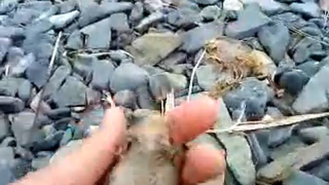 Дальневосточная жаба на острове Рейнеке смотреть онлайн