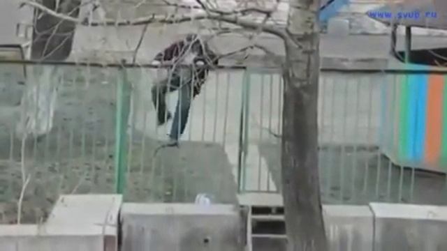 Маршрут до дома! смотреть онлайн