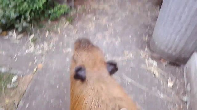 Capybara Training: Herding Cats смотреть онлайн