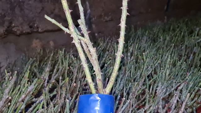 РОЗЫ о КОТОРЫХ ВСЕ МЕЧТАЮТ! Съездили В ПИТОМНИК, показываю САЖЕНЦЫ смотреть онлайн