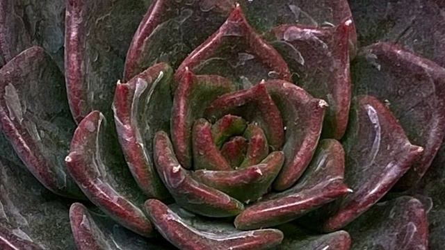 Echeveria Black Prince Cuidados y Reproducción 2022 смотреть онлайн
