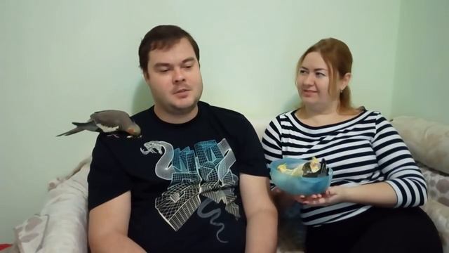 НАСКОЛЬКО СЛОЖНО РАЗВЕДЕНИЕ ПОПУГАЕВ корелл в домашних условиях смотреть онлайн
