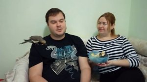 НАСКОЛЬКО СЛОЖНО РАЗВЕДЕНИЕ ПОПУГАЕВ корелл в домашних условиях