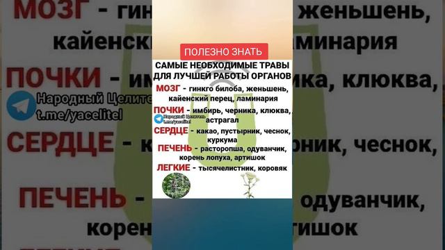 самые необходимые травы для улучшения работы органов #медицина #медицина #здоровье #народнаямедицин смотреть онлайн