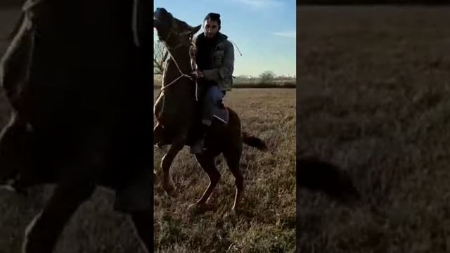 Конь гарцует под всадником. смотреть онлайн