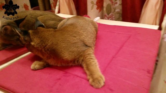 Котенок Каракала (Каракет 5 мес.)радуется новой лежанке.