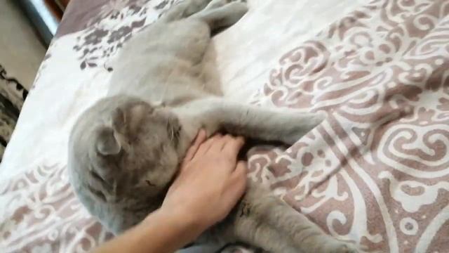 Купил новый телефон смотреть онлайн