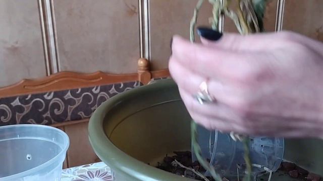 Пересадка орхидеи из магазинного горшка! смотреть онлайн