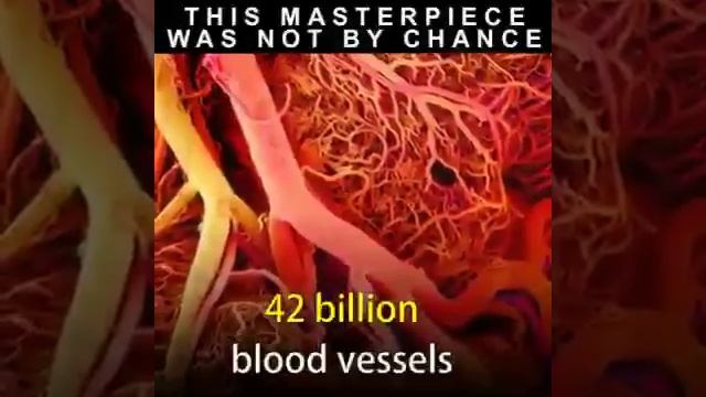 HUMAN BODY IN NUMBERS смотреть онлайн