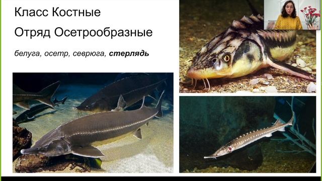 Урок ''Многообразие рыб'' — ЦТ, ЕГЭ, ЗНО. смотреть онлайн
