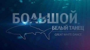 Большой белый танец | документальный фильм про акул 12+