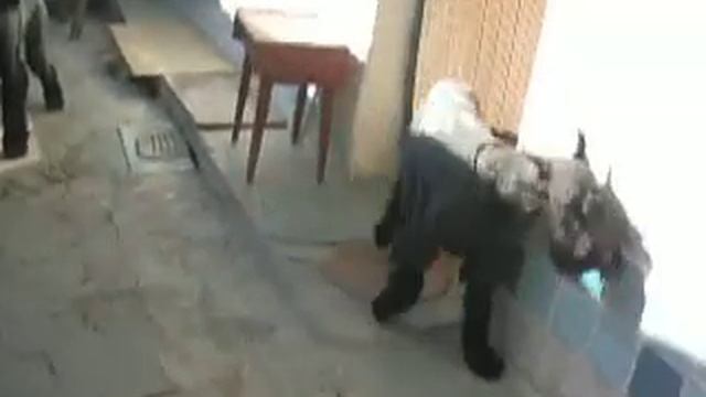 п-к Роман-Кош..Роман-Кош Венеция с отцом Танго Савали в тримминге. вид.Танго и Веня смотреть онлайн