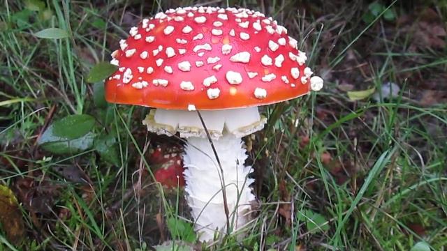 Volcanic Eifel - Autumn 2022 - Toadstool - Bei Dohm-Lammersdorf - Eifelherz - Natur - Natrue - Nic смотреть онлайн