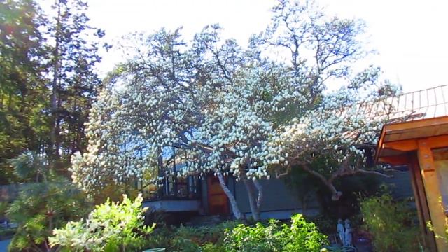 Magnolia in Bloom смотреть онлайн