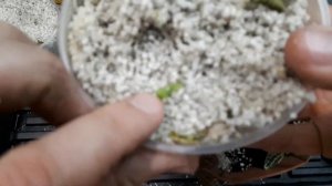 Фиттония. От размножения до посадки. Нюансы в выращивании