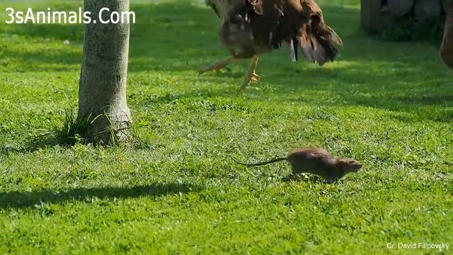 Size doesn't matter ??? Funny happenings of dogs, cats, and animals that make you laugh until you смотреть онлайн