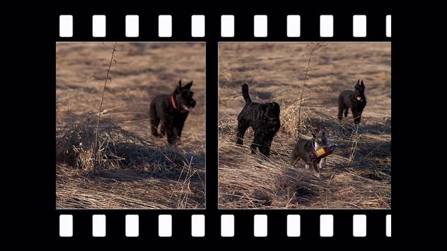 прогулка в поле.mpg