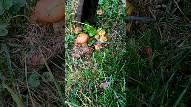 Грибы растут как на дрожжах? смотреть онлайн