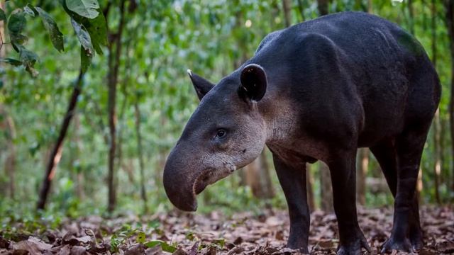 Тапир интересные факты, животные Южной Америки, тапиры, чепрачный тапир