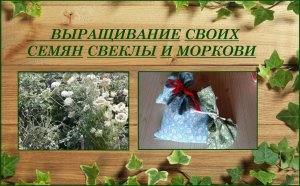 Как вырастить свои семена моркови и свеклы