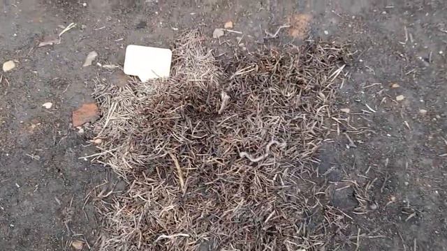 #хосты #раннейвесной / Хосты ( лат. Hosta)  после схода снега.