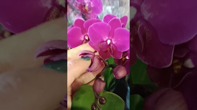 Видеообзор эксклюзивых комнатных растений смотреть онлайн