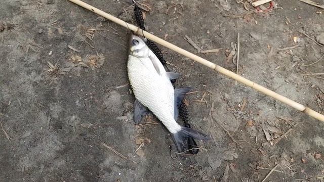 Рыбалка с донками на карася р.Понура