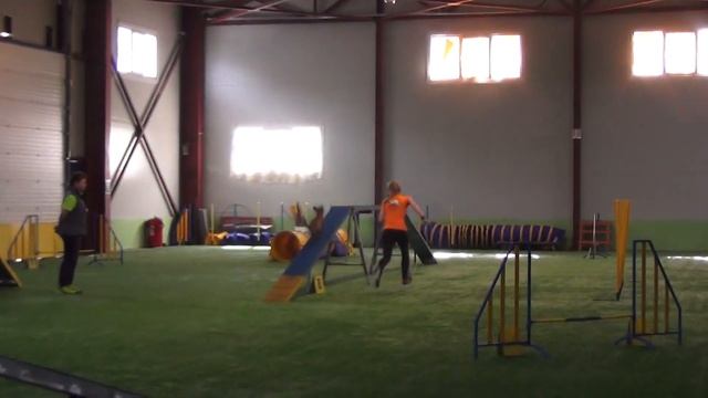 Хорунжина Татьяна и метис Тенши. Первенство СПб. Аджилити смотреть онлайн