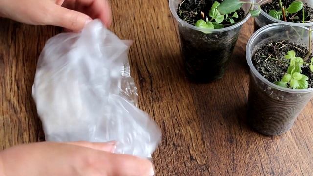 Так всходят даже самые старые семена! Сделайте это, если что-то выедает семена и всходы огурцов смотреть онлайн