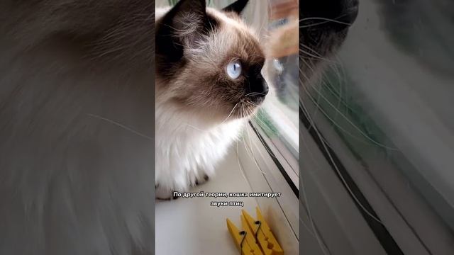 Почему кошка стрекочет, когда видит птичку ? смотреть онлайн