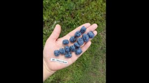 СЕРДЦЕ ГИГАНТА канадский сорт жимолости