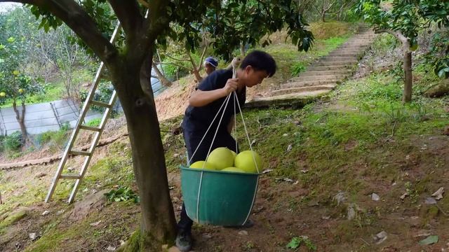 徐三娃摘100个柚子摆摊，太抢手顾客蜂拥而至，卖完还送货上门 смотреть онлайн