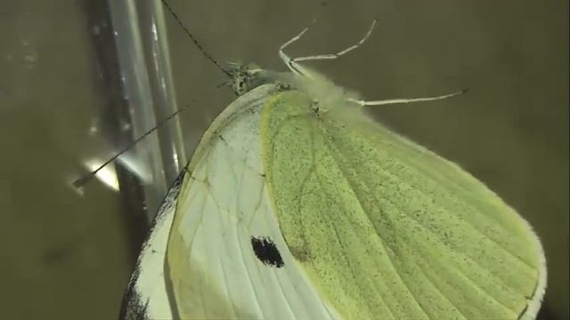 ИНСЕКТАРИЙ: 198. Капустница (Pieris brassicae) смотреть онлайн