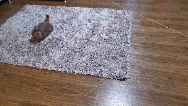 Персидский котёнок нашёл новую игрушку, спиннинг!!! Проверка снасти 🐱😂 #котятя смотреть онлайн