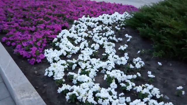 разноцветный ковер смотреть онлайн