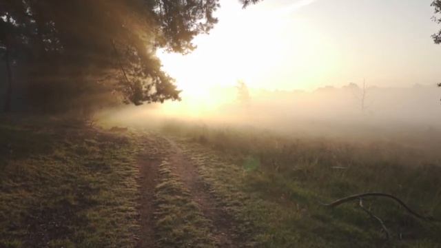 Звуки утреннего леса и пение птиц. Звуки леса для сна и отдыха. Релакс. 1 час. смотреть онлайн