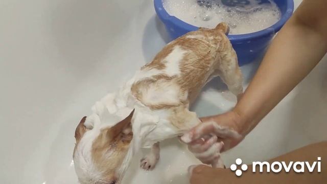 Чистим железы и купаем Чихуа Хуа Боньку. смотреть онлайн