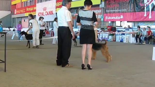 2011 05 29 Ростов ринг эрдельтерьеров 2 ЮЖНАЯ СТОЛИЦА 2011 смотреть онлайн