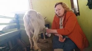 Выбраковка коз по цвету/ Козочка с одной серьгой/ Кривые соски у козы// Белые прыщи на сосках у коз
